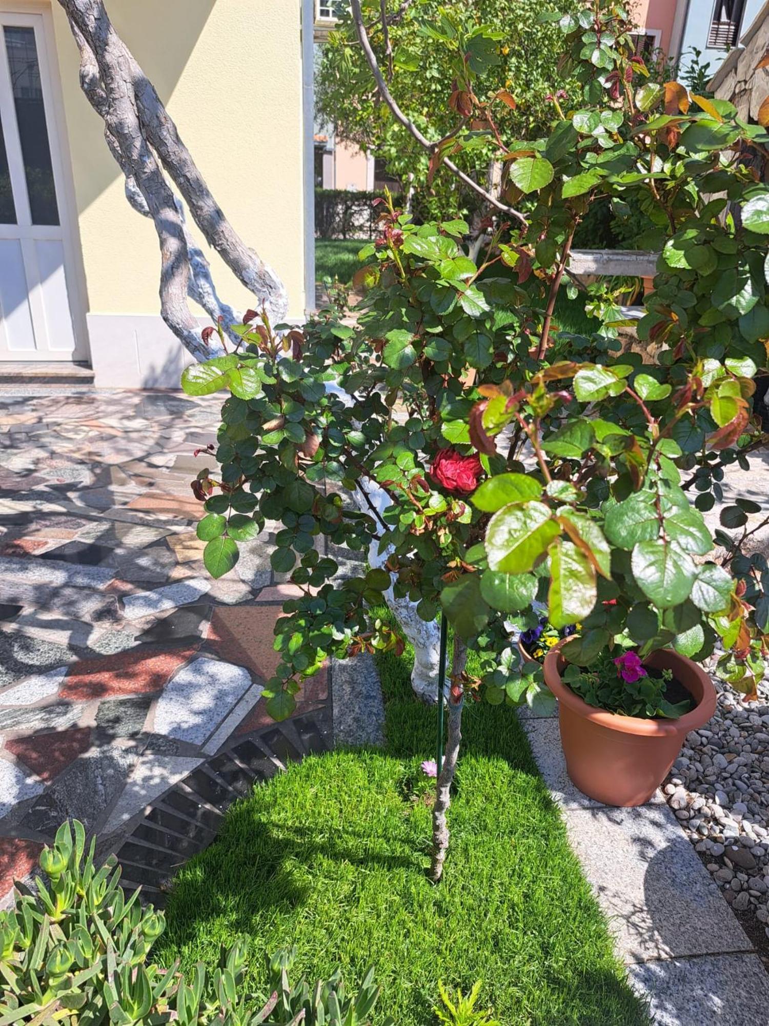 Apartments Nena Ποντστράνα Εξωτερικό φωτογραφία
